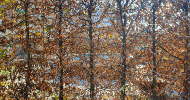 Živa meja iz navadne bukve (Fagus sylvatica)