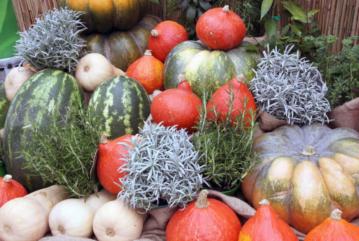 Zrele jesenske buče pripravljene na shranjevanje v suhem in zračnem prostoru