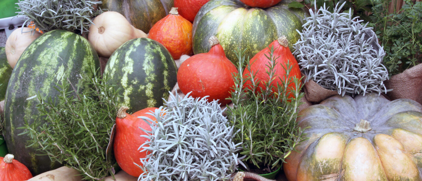 Zrele jesenske buče pripravljene na shranjevanje v suhem in zračnem prostoru