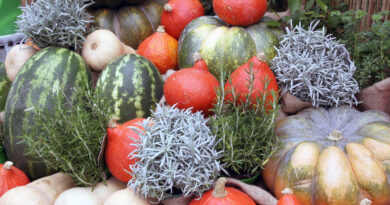 Zrele jesenske buče pripravljene na shranjevanje v suhem in zračnem prostoru