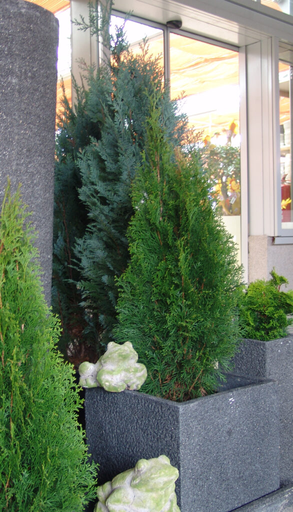 Različne vrste cipres v okrasnih loncih