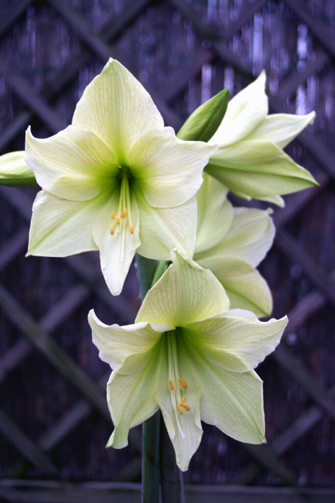 ‘Lemon Lime’ – nežno limetno zelen odtenek s pridihom bele