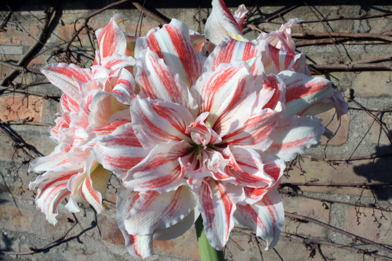 Amarilis ‘Philadelphia’ – polnjen cvet v kombinaciji bele in rdeče