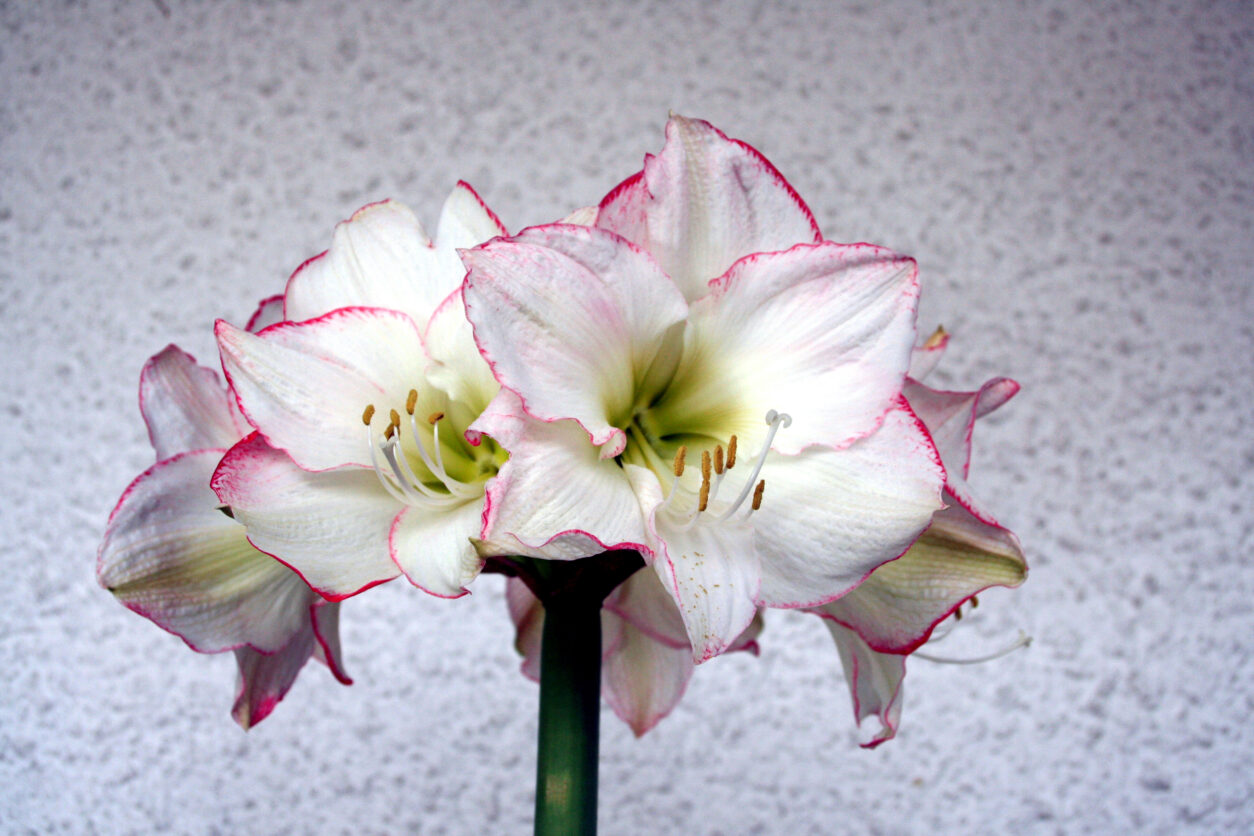 Amarilis ‘President Johnson’ – bela z rahlo rožnatim robom