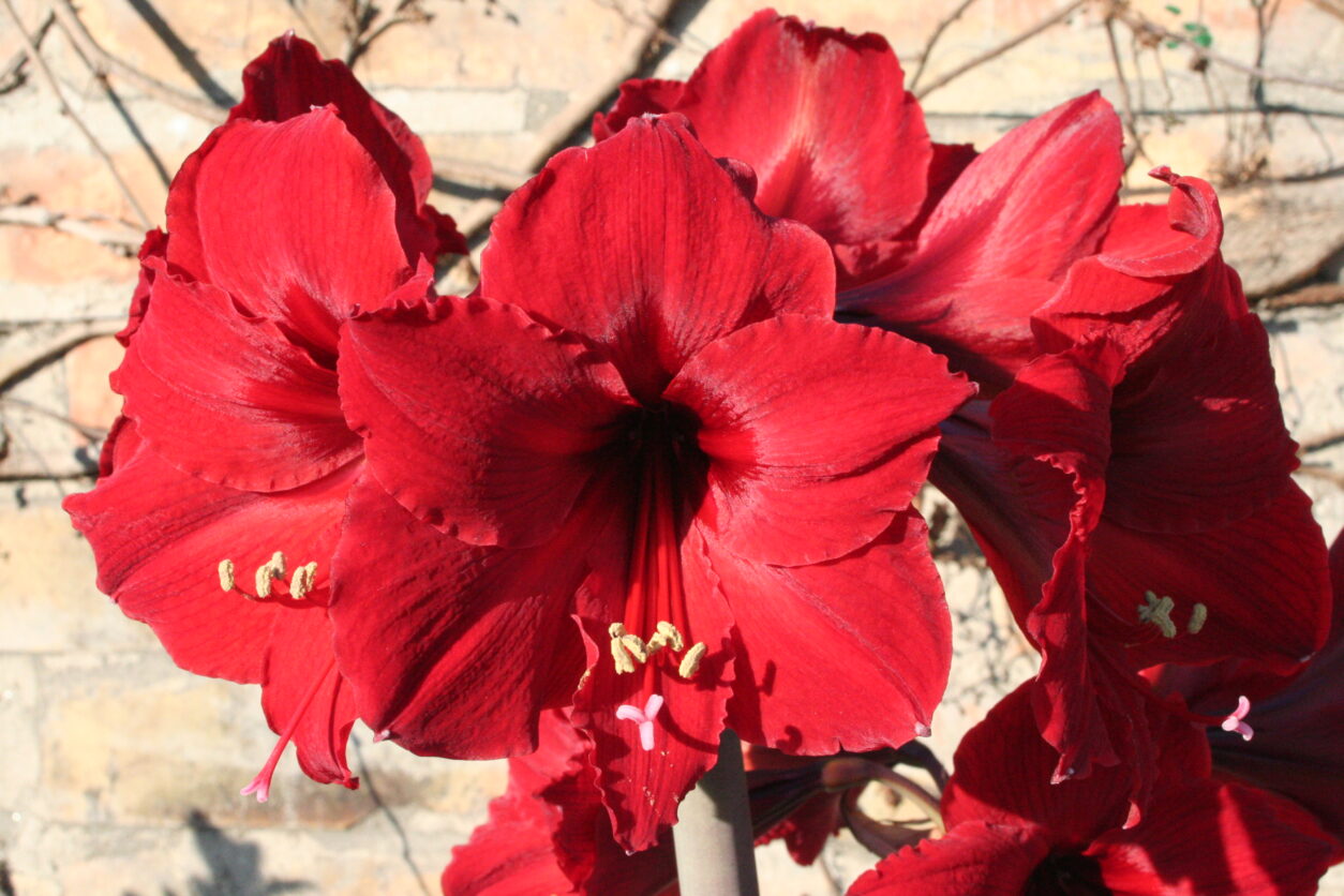 ‘Red Lion’ – klasičen, živo rdeč amarilis z velikimi cvetovi