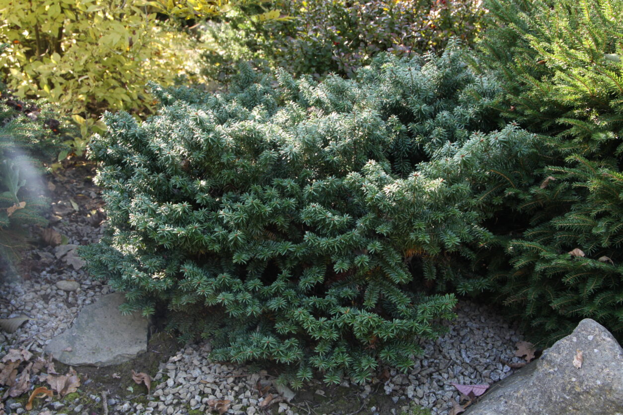 Balzamasto dišeča jelka – Abies balsamea ‘Nana’