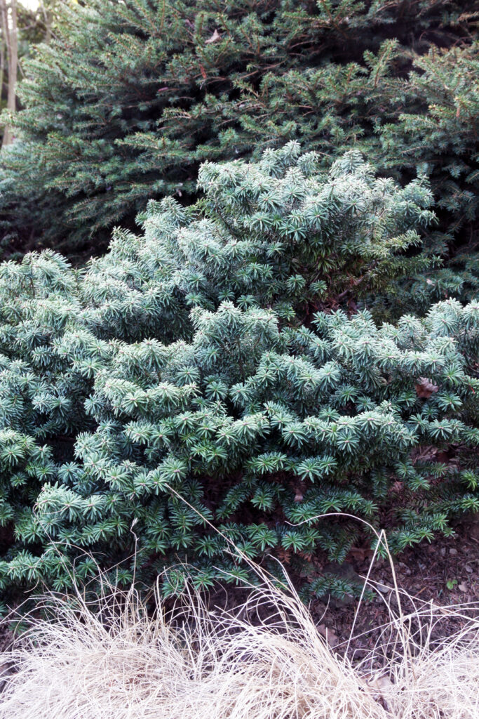 Balzamasto dišeča jelka – pritlikavi kultivar (Abies balsamea)
