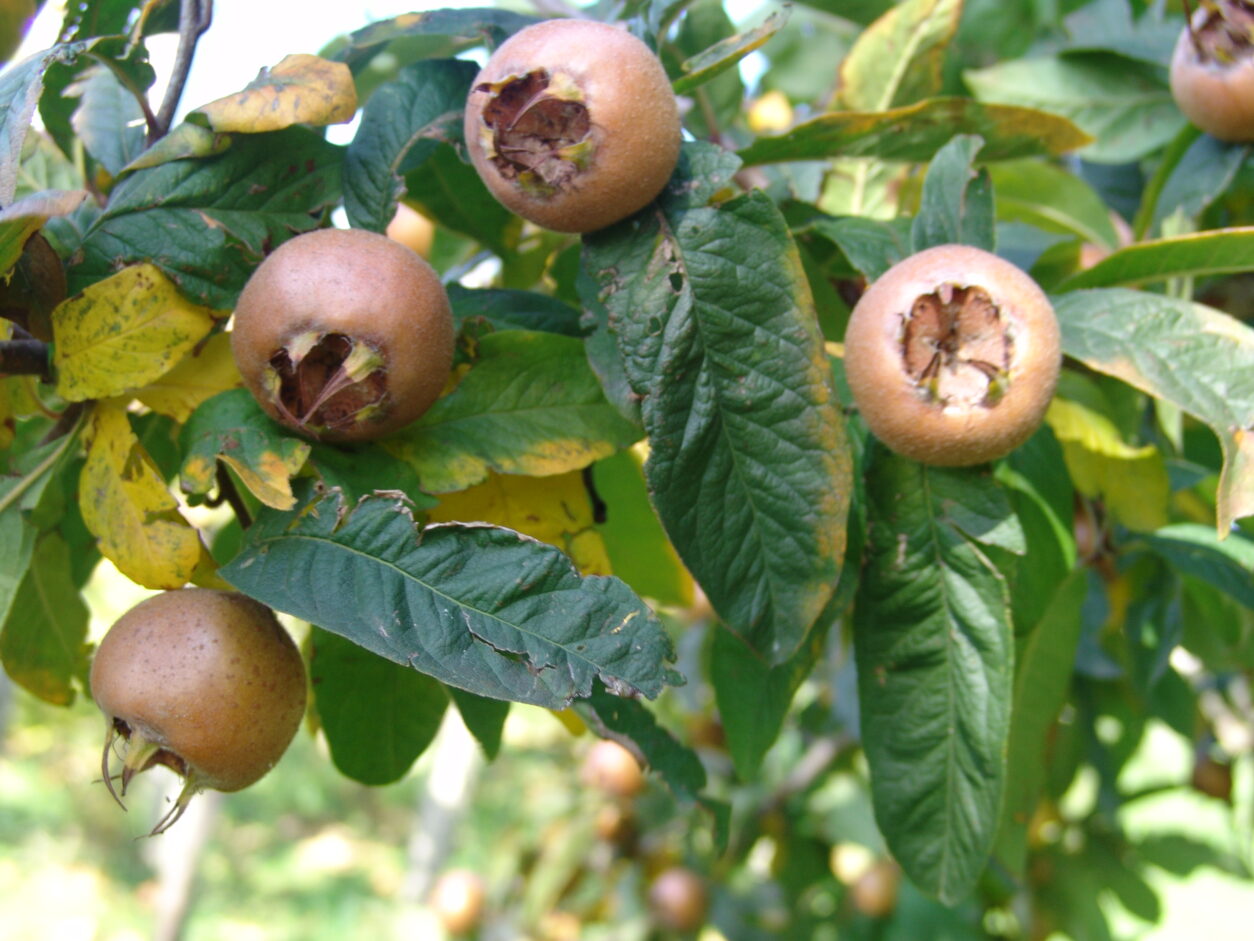 Jeseni nešpelj razvije rjave plodove - nešplje - s prepoznavno odprto čašo