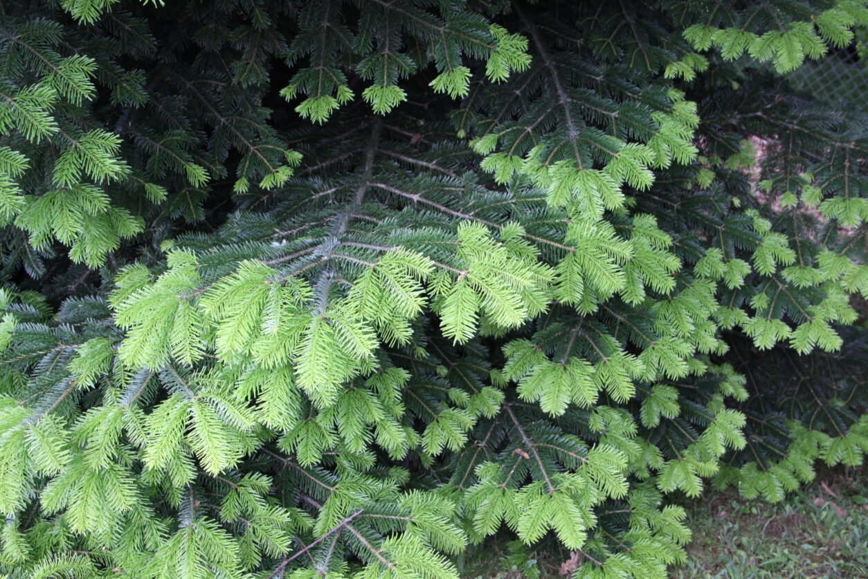 Kavkaška jelka – Abies nordmanniana