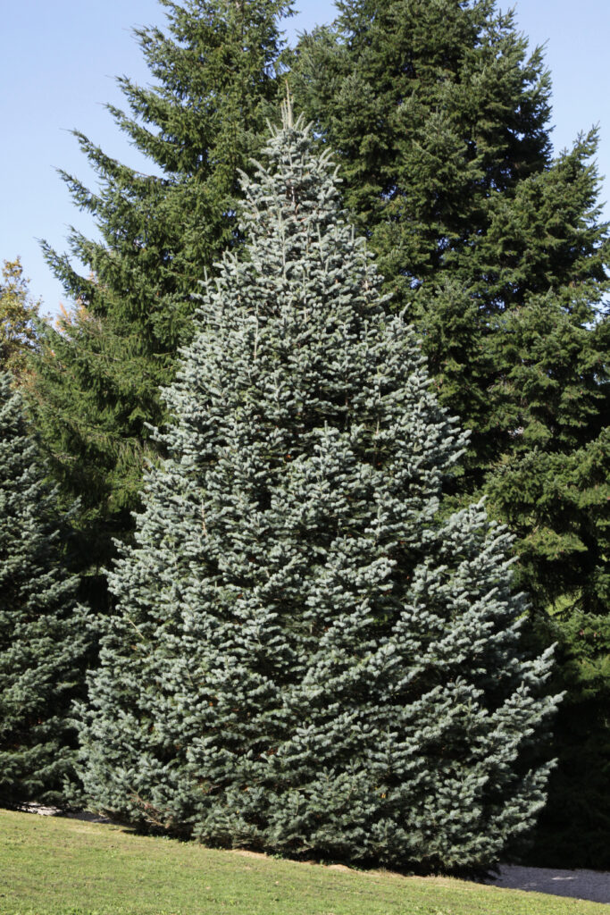 Koloradska jelka – Abies concolor