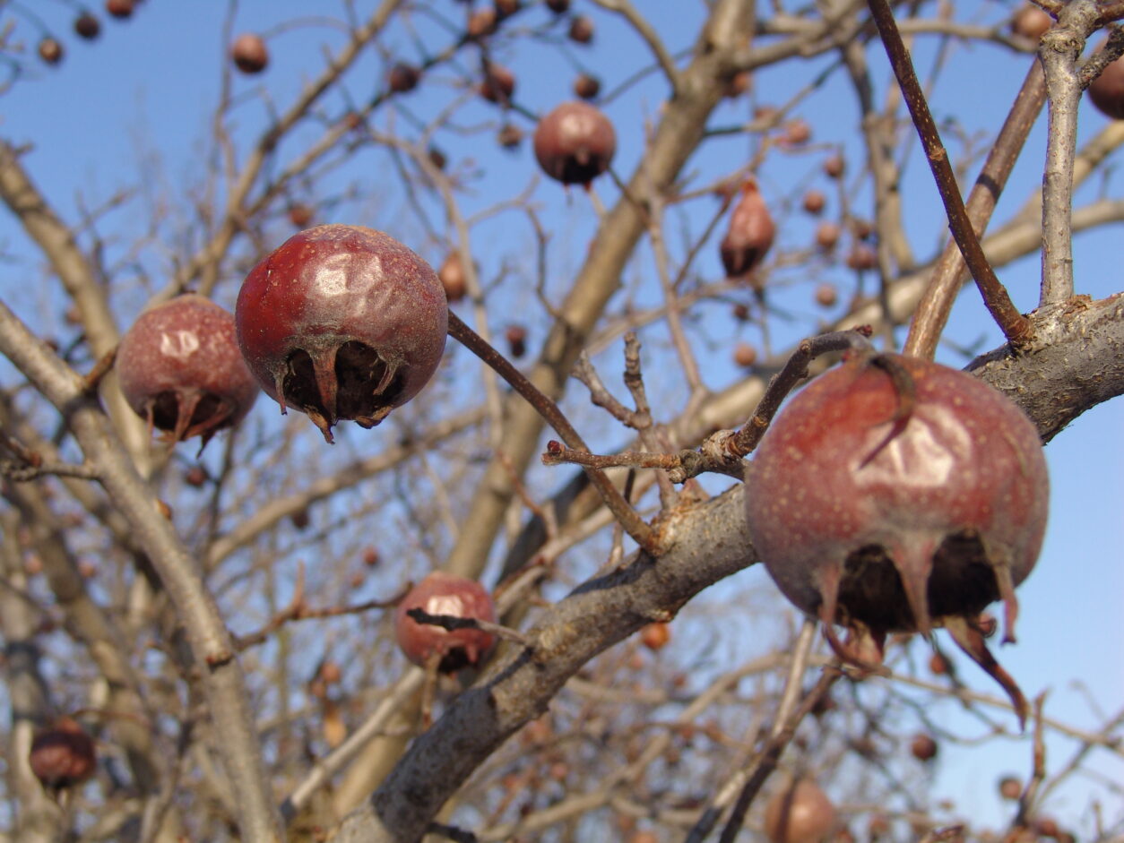 Nešplja pozimi – značilni zreli plodovi z odprto čašo, pripravljeni za pobiranje po slani