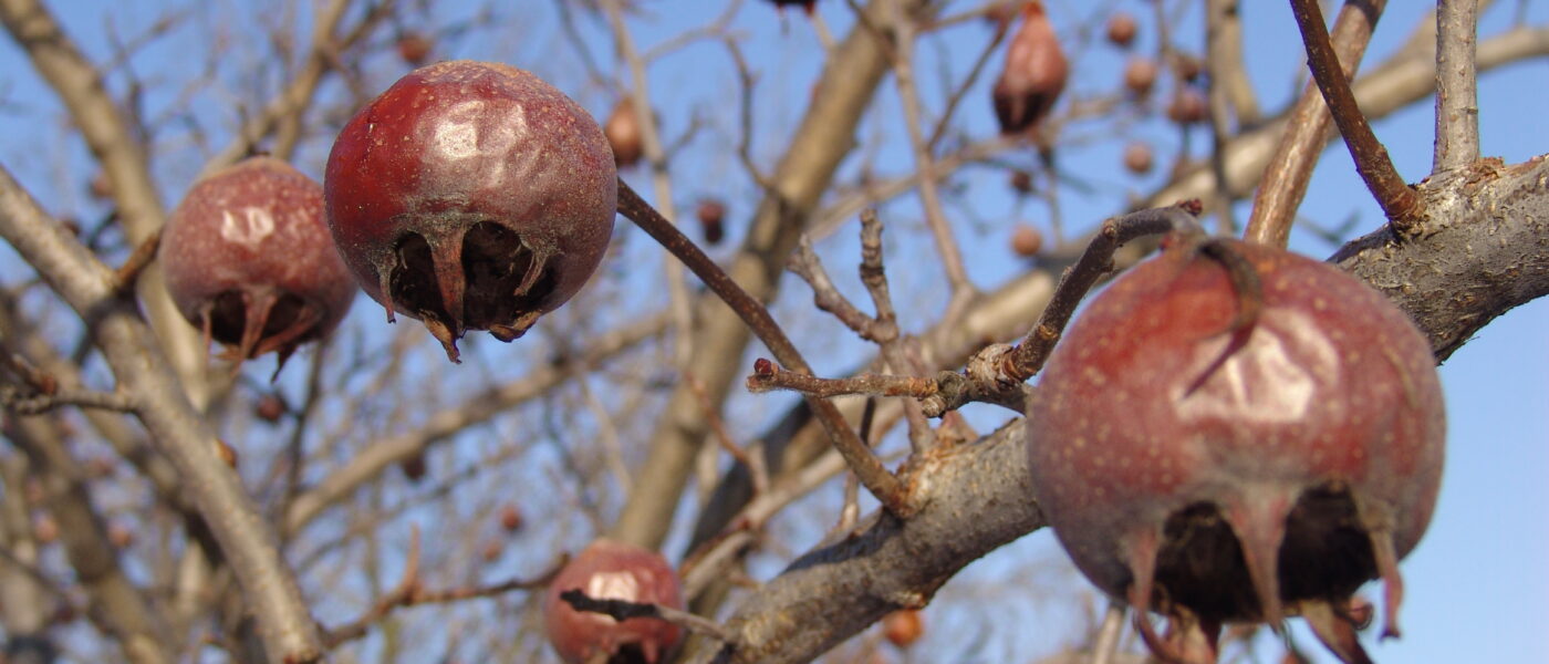 Nešplja pozimi – značilni zreli plodovi z odprto čašo, pripravljeni za pobiranje po slani