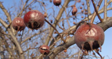 Nešplja pozimi – značilni zreli plodovi z odprto čašo, pripravljeni za pobiranje po slani