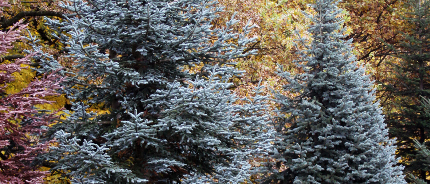Žlahtna jelka – Abies procera ‘Glauca’
