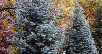 Žlahtna jelka – Abies procera ‘Glauca’