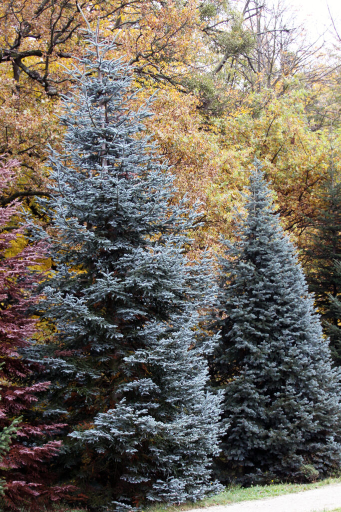 Žlahtna jelka – Abies procera ‘Glauca’
