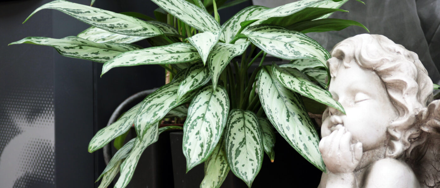 Aglajema (Aglaonema)