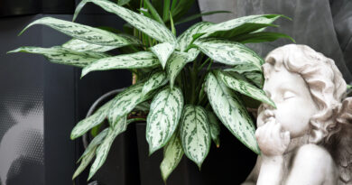 Aglajema (Aglaonema)