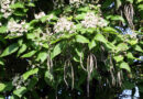 Ameriška katalpa (Catalpa bignonioides) v času cvetenja