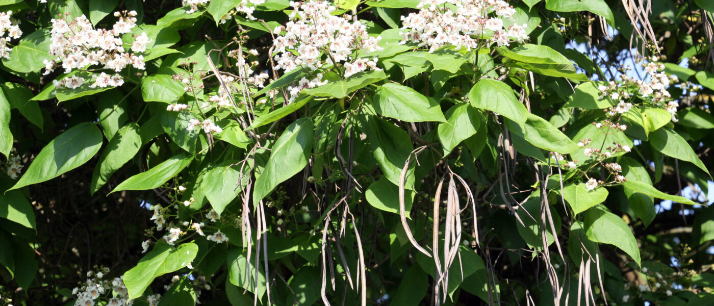 Ameriška katalpa (Catalpa bignonioides) v času cvetenja