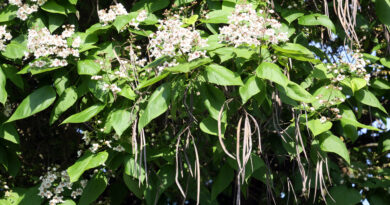 Ameriška katalpa (Catalpa bignonioides) v času cvetenja