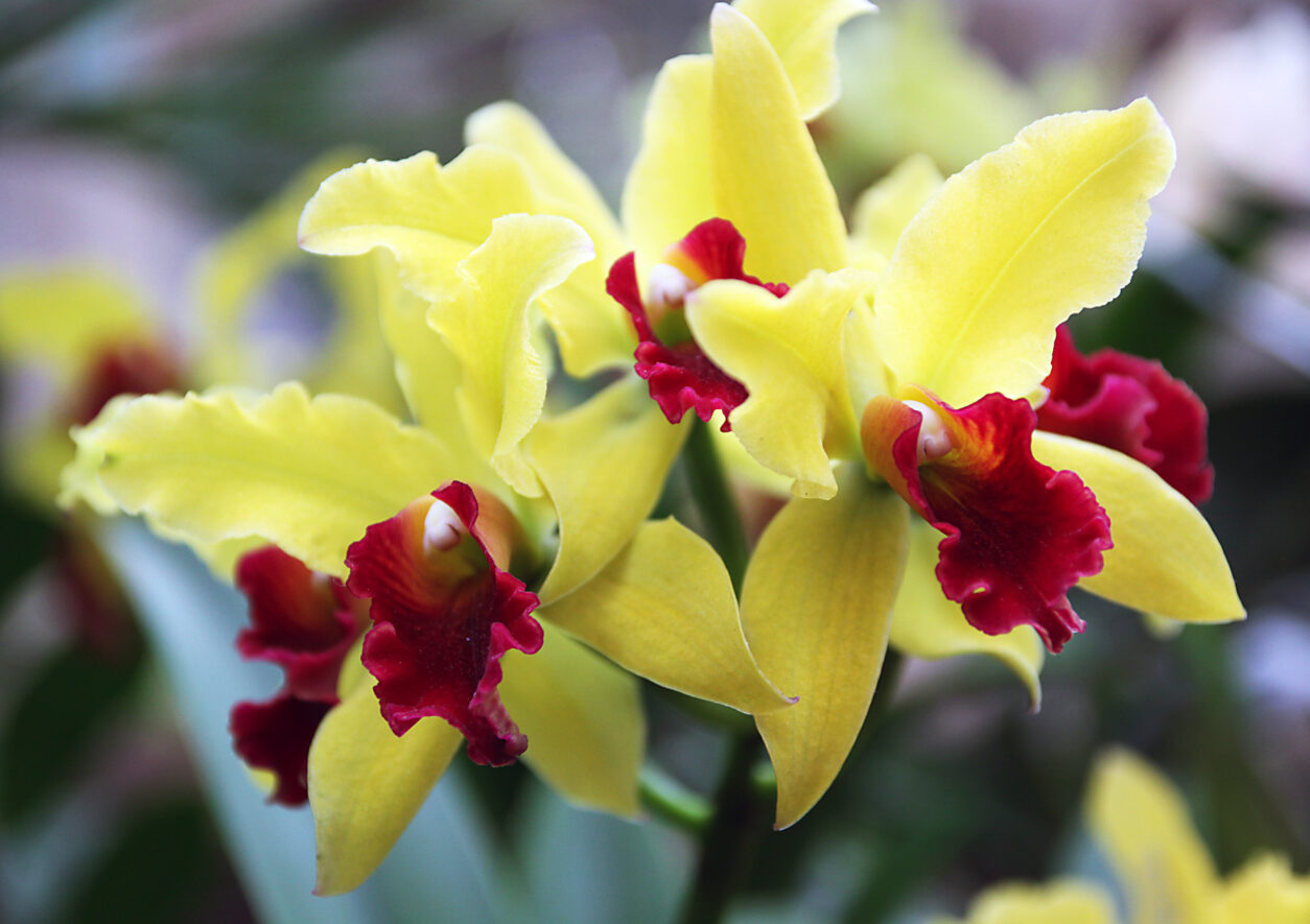 Brassolaeliocattleya (BLC) – kraljica med orhidejami