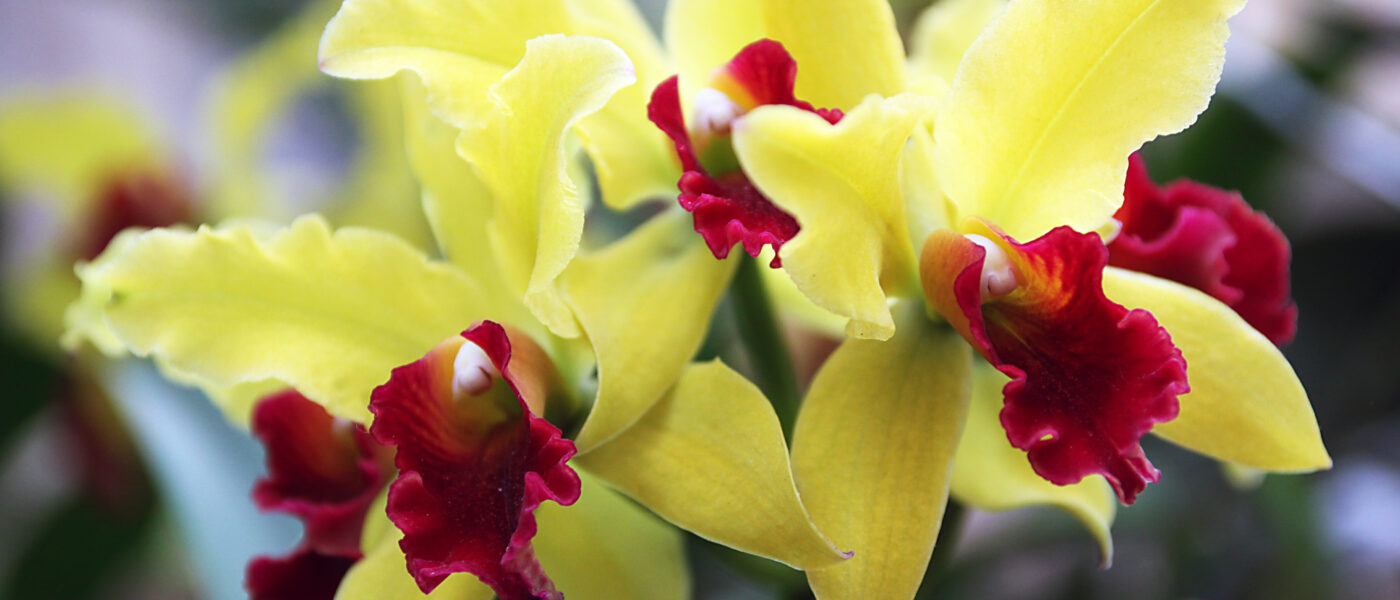 Brassolaeliocattleya (BLC) – kraljica med orhidejami