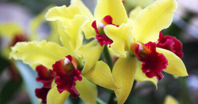 Brassolaeliocattleya (BLC) – kraljica med orhidejami