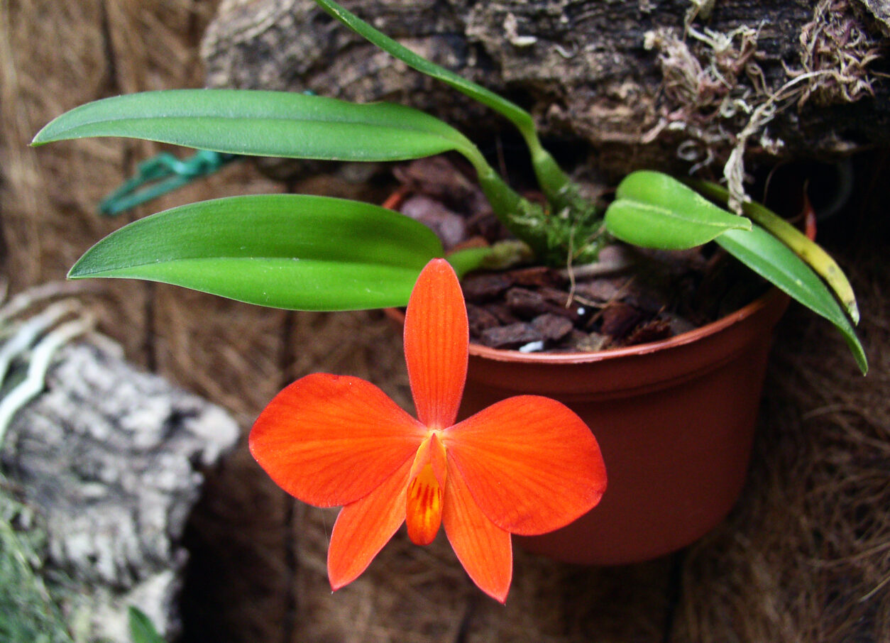 Cattleya coccinea (nekdaj Sophronitis coccinea)
