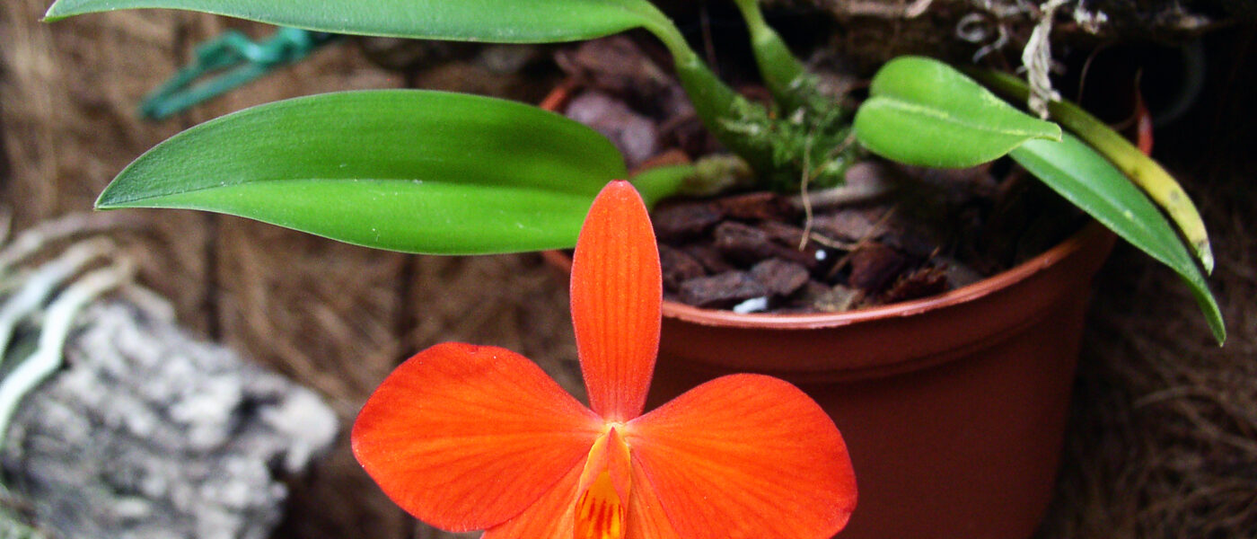 Cattleya coccinea (nekdaj Sophronitis coccinea)