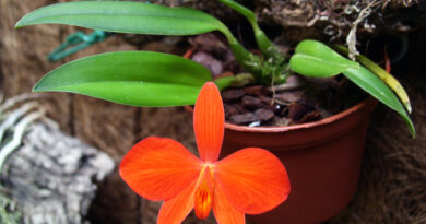 Cattleya coccinea (nekdaj Sophronitis coccinea)