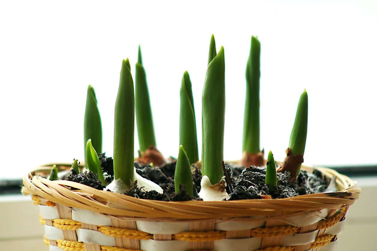 Čebulice tulipanov na okenski polici