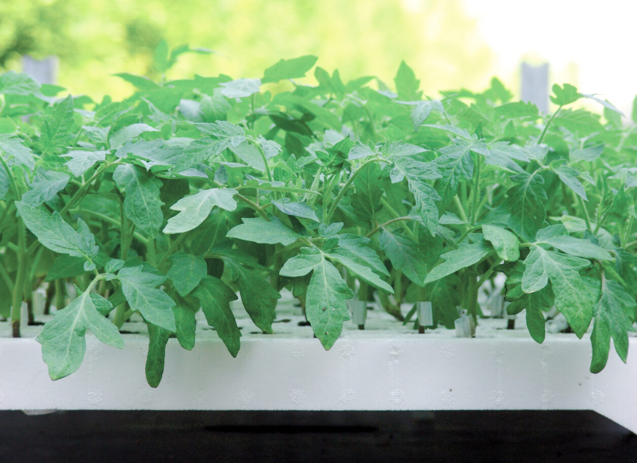 Cepljene sadike paradižnika