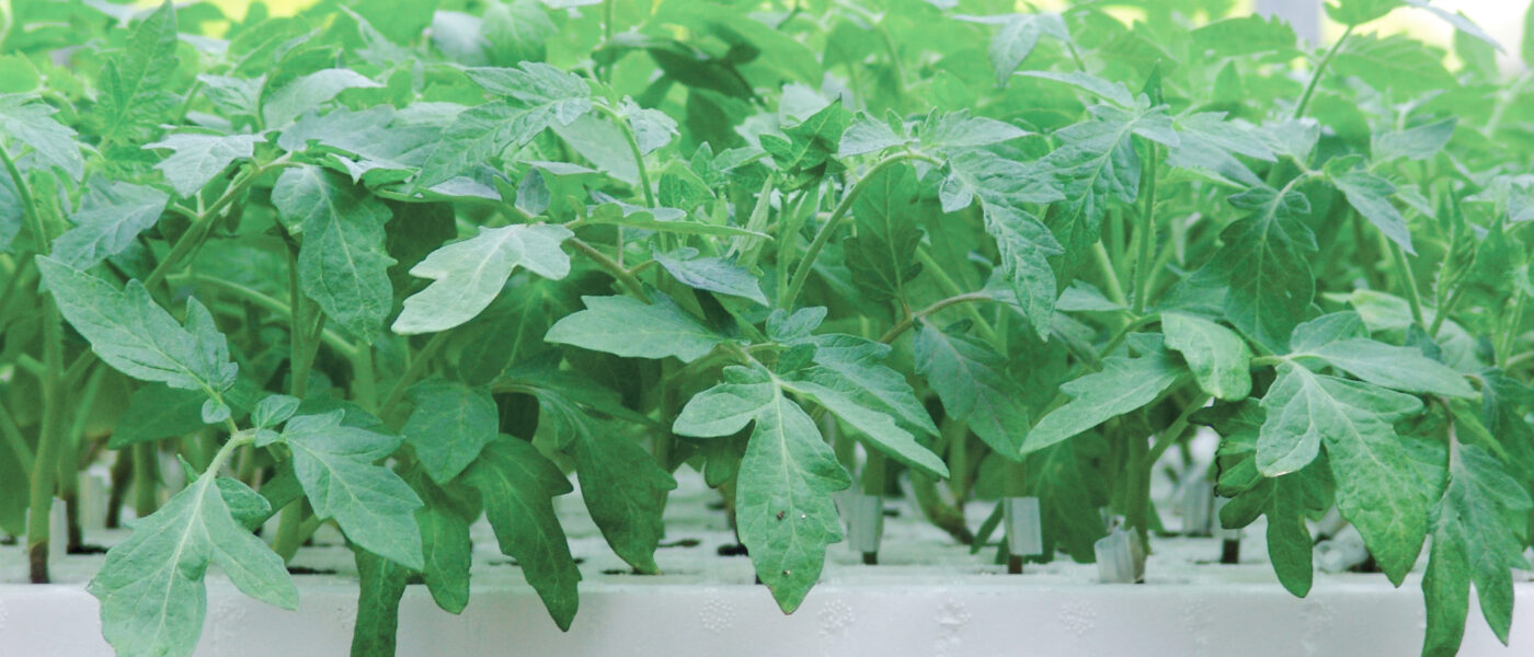 Cepljene sadike paradižnika