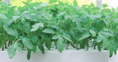 Cepljene sadike paradižnika