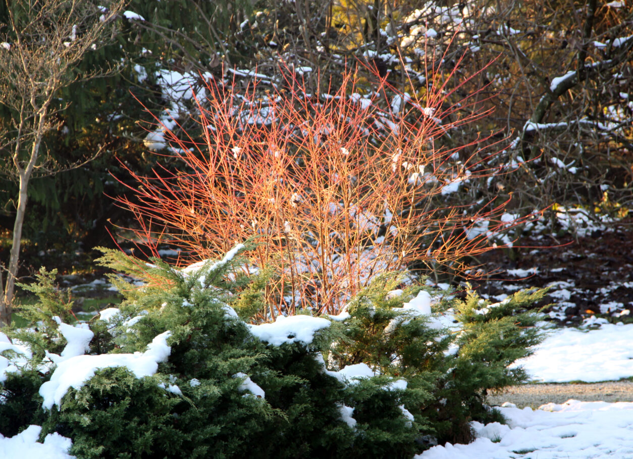 Dren (Cornus alba) ‘Elegantissima’ v zimskem času z značilnimi oranžno-rdečimi poganjki