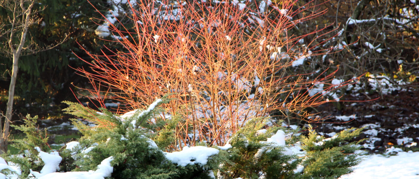 Dren (Cornus alba) ‘Elegantissima’ v zimskem času z značilnimi oranžno-rdečimi poganjki