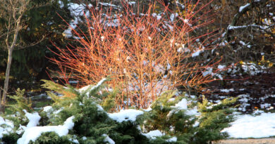 Dren (Cornus alba) ‘Elegantissima’ v zimskem času z značilnimi oranžno-rdečimi poganjki