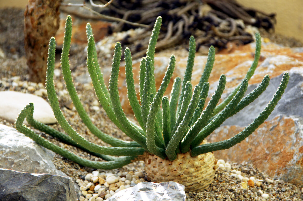 Euphorbia inermis – breztrnasta mlečnica