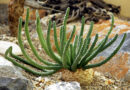Euphorbia inermis – breztrnasta mlečnica