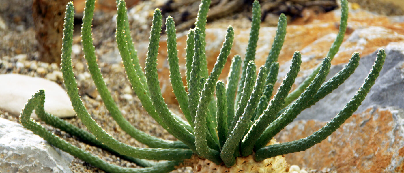Euphorbia inermis – breztrnasta mlečnica