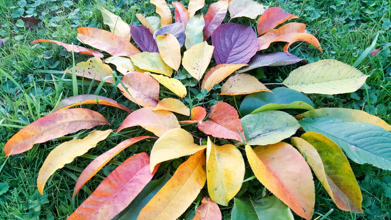 Jesensko listje v različnih barvah razkriva pigmente