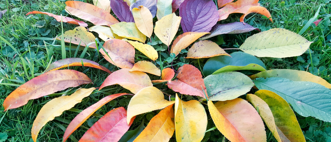 Jesensko listje v različnih barvah razkriva pigmente