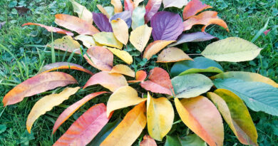 Jesensko listje v različnih barvah razkriva pigmente