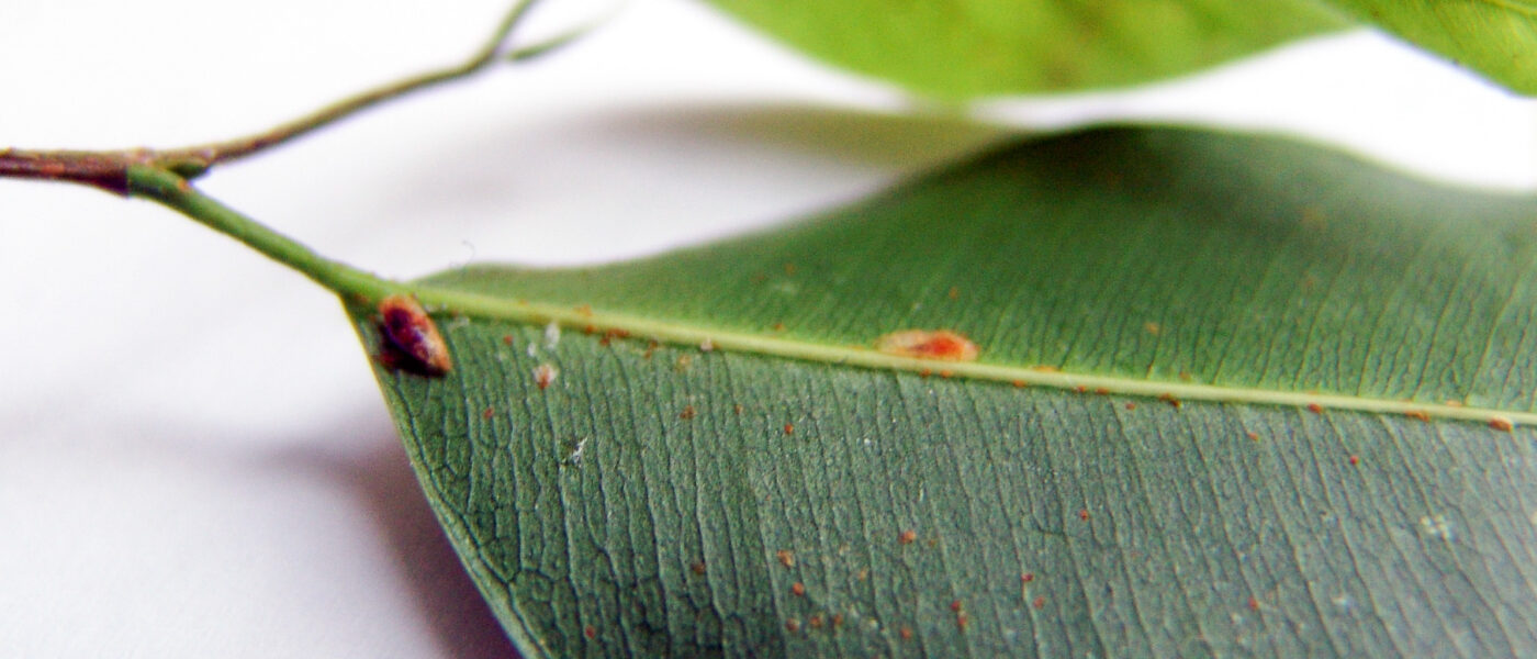 Kapar (ščitasta kaparica) na spodnji strani lista limone