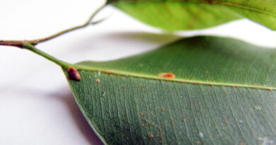 Kapar (ščitasta kaparica) na spodnji strani lista limone