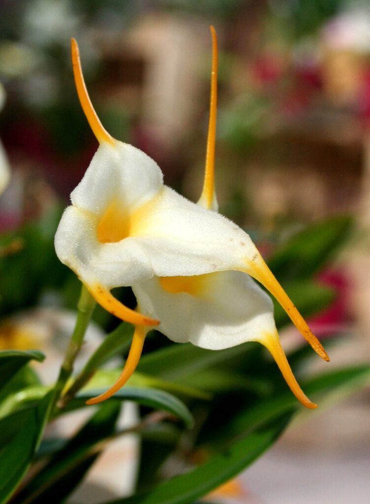 Masdevallia strobelii 'Sweet & Garay'