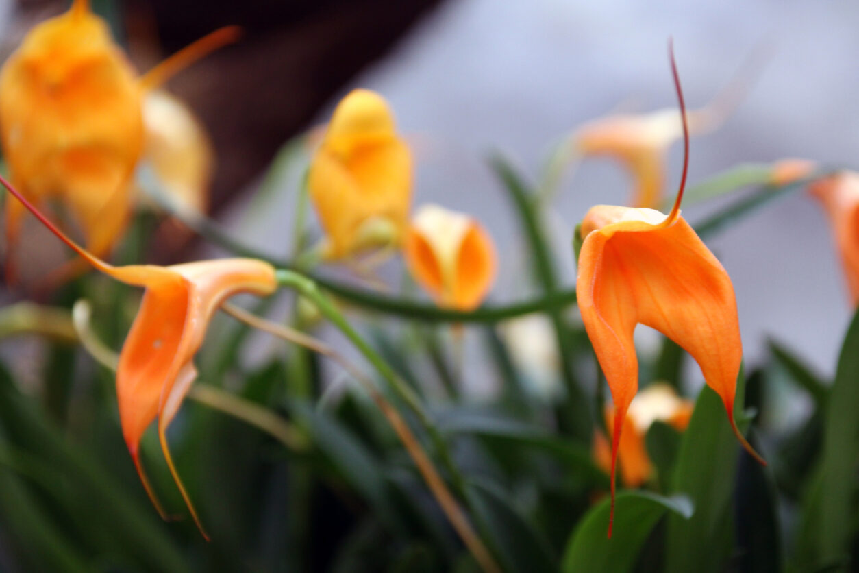 Masdevallia veitchiana ali soroden hibrid iz skupine veitchiana