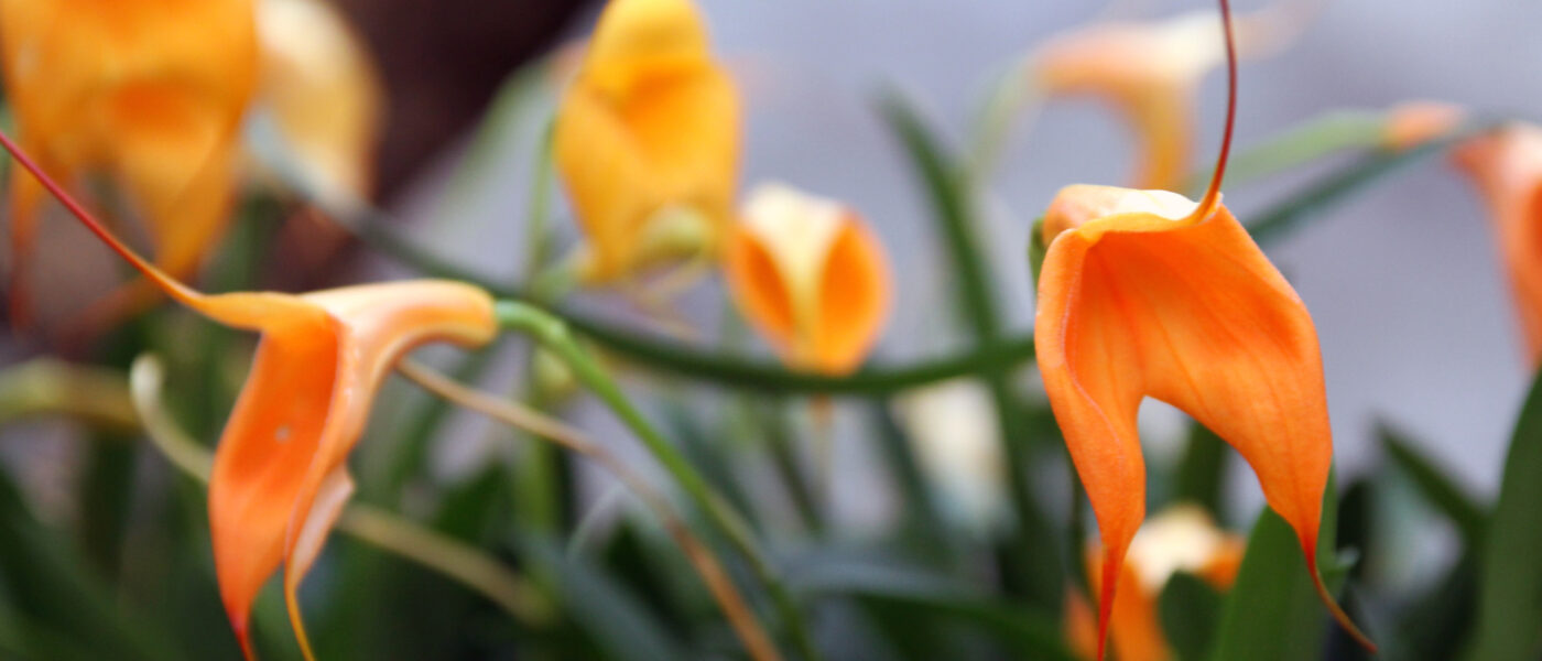 Masdevallia veitchiana ali soroden hibrid iz skupine veitchiana