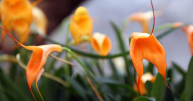 Masdevallia veitchiana ali soroden hibrid iz skupine veitchiana